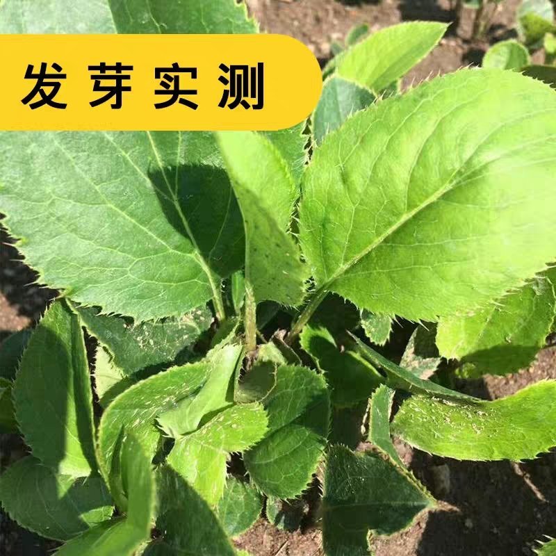 苍术种子发芽率高支持货到付款提供种植技术