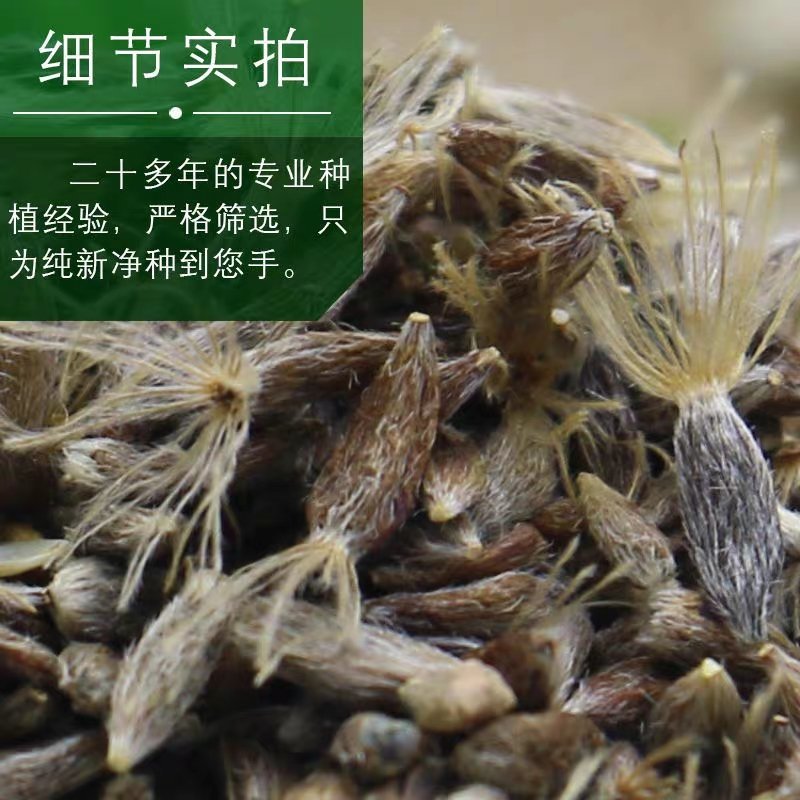 苍术种子发芽率高支持货到付款提供种植技术