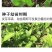 苍术种子发芽率高支持货到付款提供种植技术