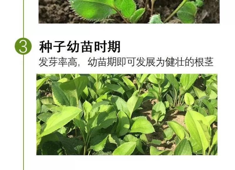 苍术种子发芽率高支持货到付款提供种植技术