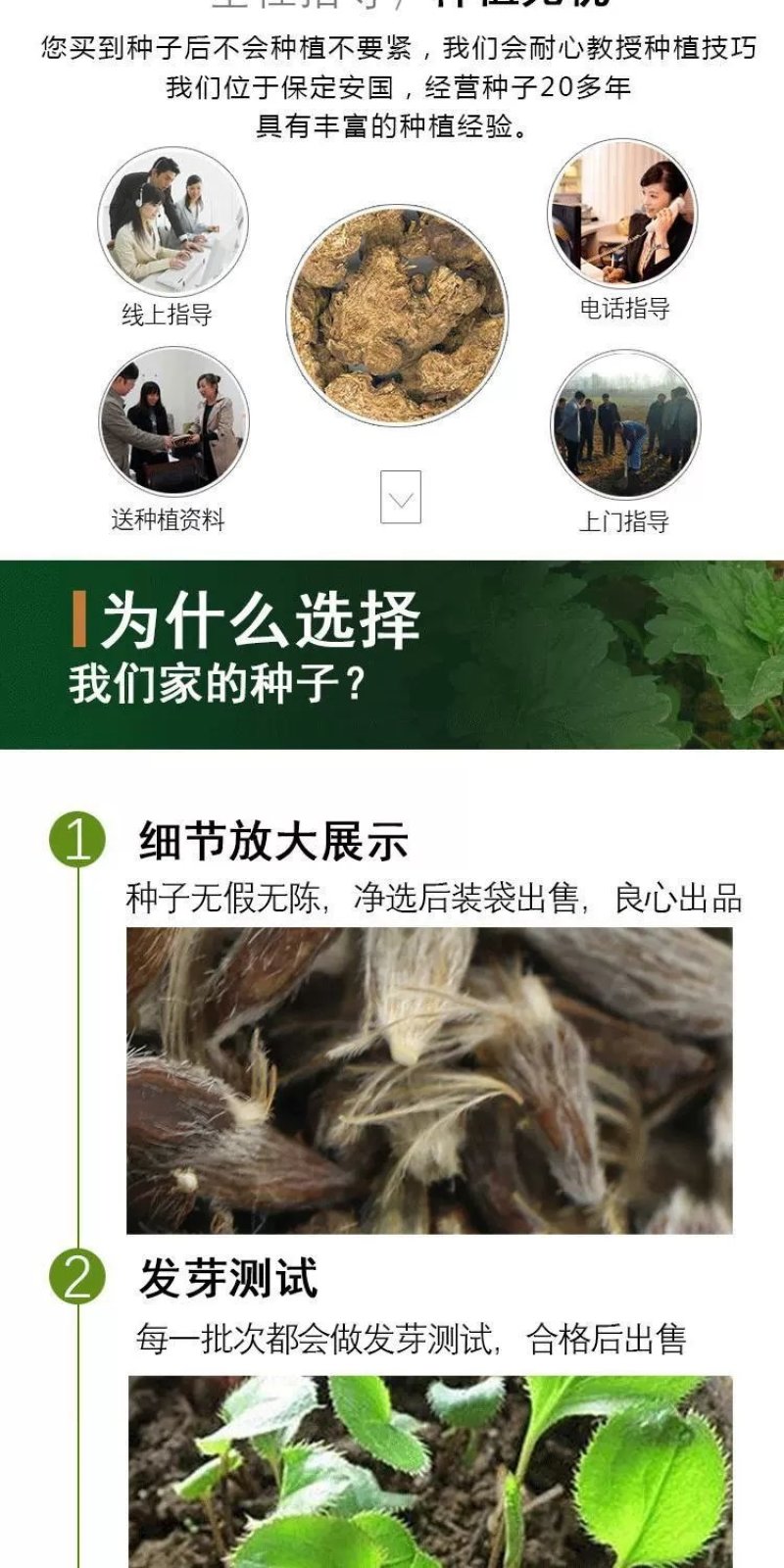 苍术种子发芽率高支持货到付款提供种植技术
