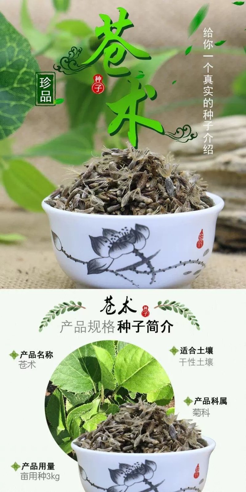 苍术种子发芽率高支持货到付款提供种植技术