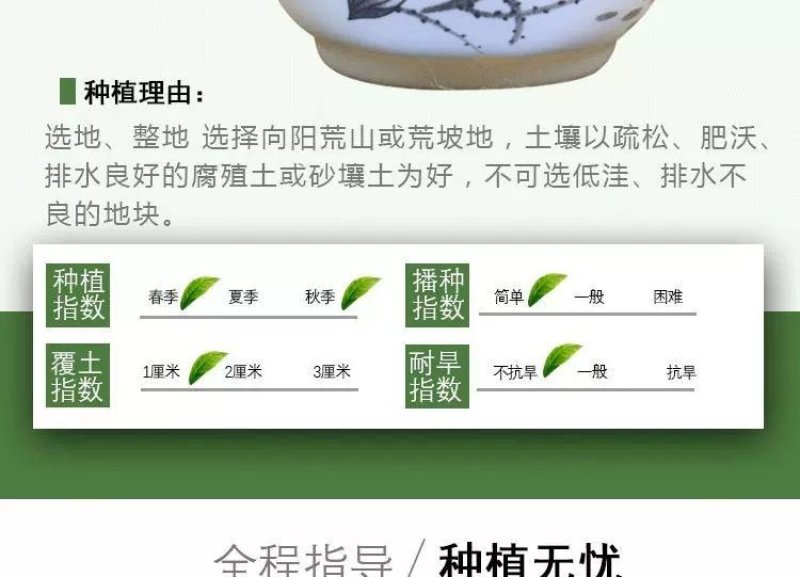 苍术种子发芽率高支持货到付款提供种植技术