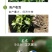 苍术种子发芽率高支持货到付款提供种植技术