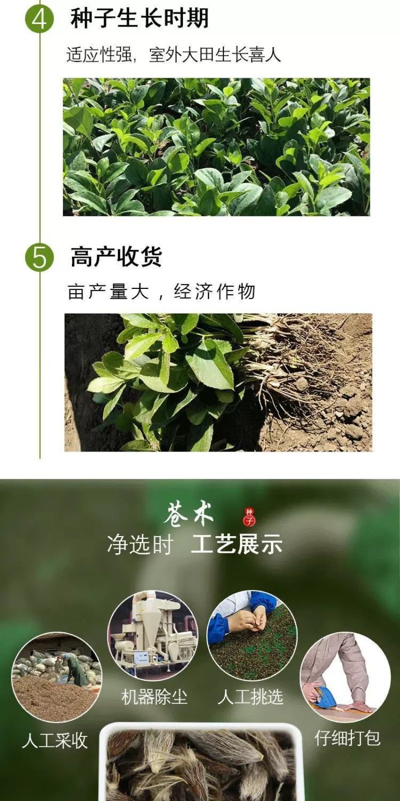 苍术种子发芽率高支持货到付款提供种植技术