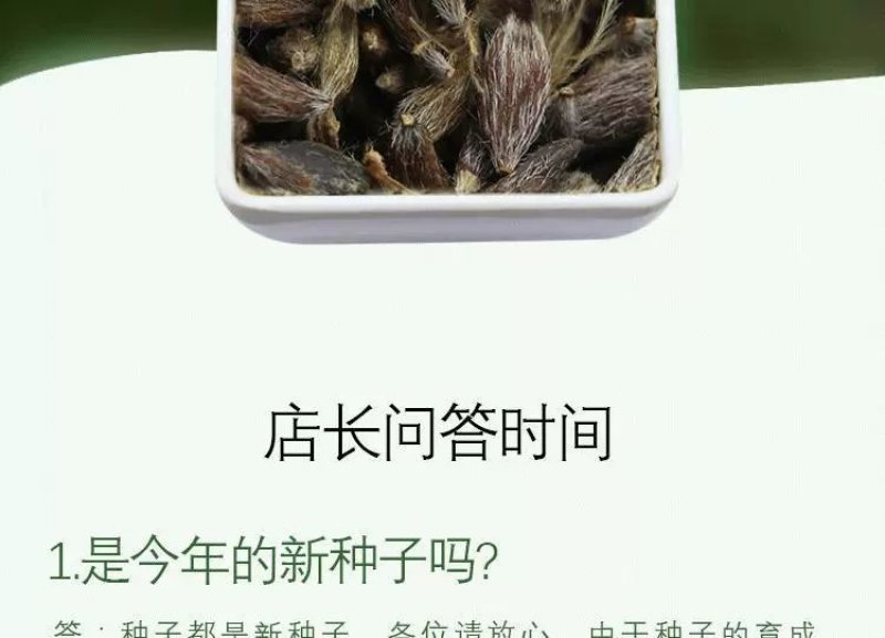 苍术种子发芽率高支持货到付款提供种植技术