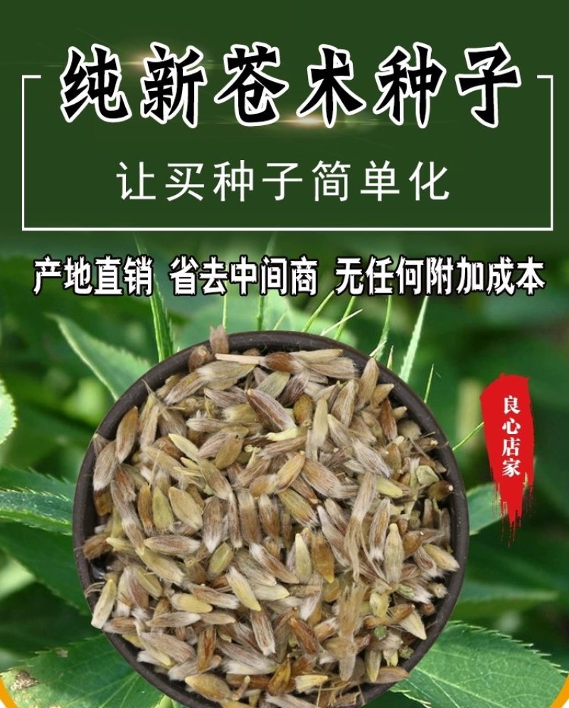 苍术种子发芽率高支持货到付款提供种植技术