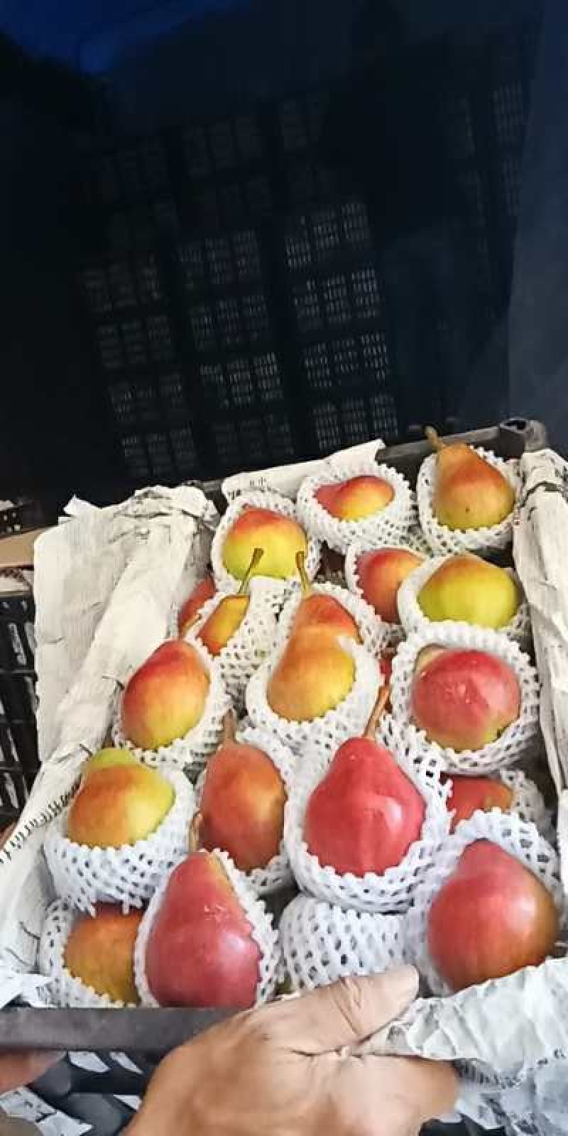 各种早熟红黄大头梨