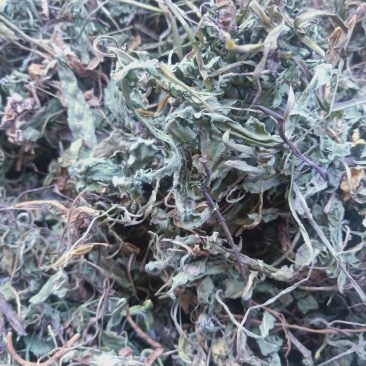 紫花地丁草地丁草产地，质量保证