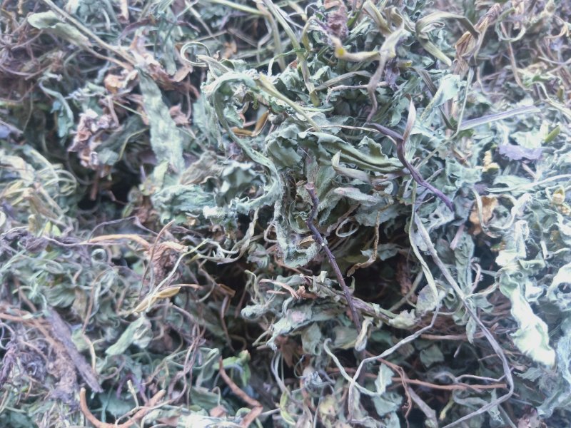 紫花地丁草地丁草产地，质量保证