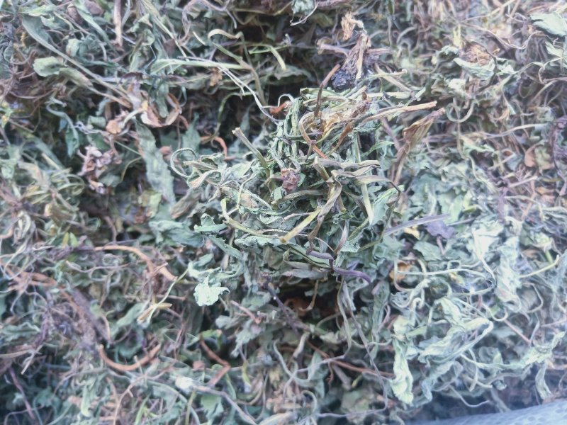 紫花地丁草地丁草产地，质量保证