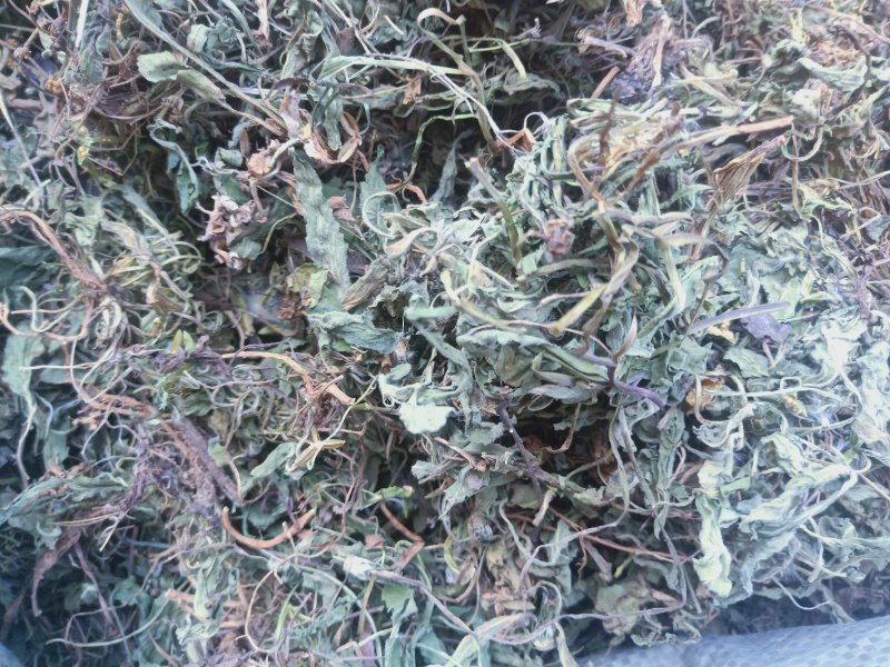 紫花地丁草地丁草产地，质量保证