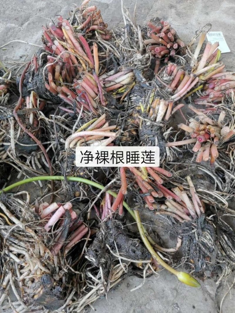 睡莲基地直供价格优惠欢迎大家咨询