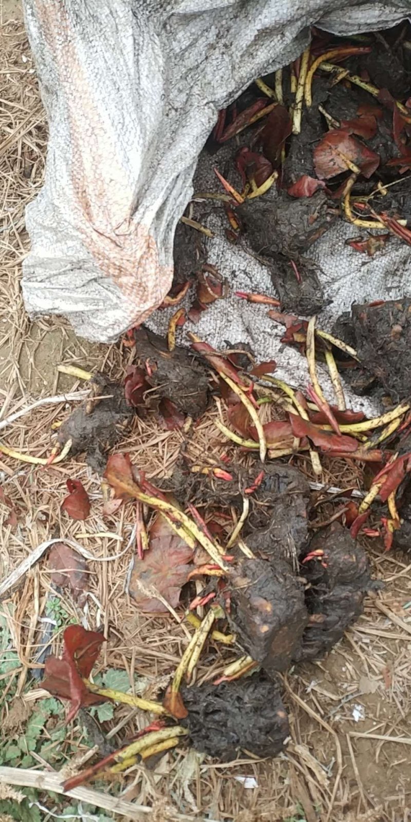 睡莲基地直供价格优惠欢迎大家咨询