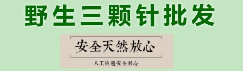 三颗针野生中草药店铺三棵针根刺黄连刺黄柏土黄连中