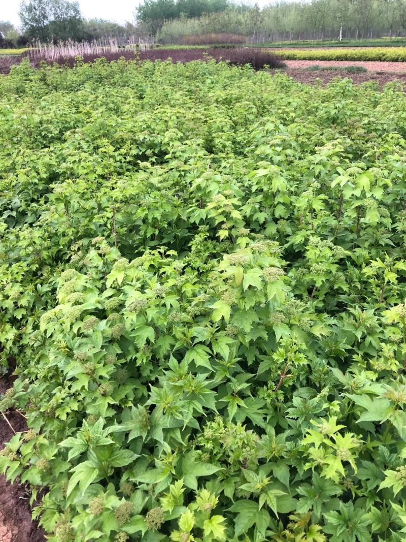基地供应凌霄1一3米长，凌霄1一6公分粗度欢迎来电