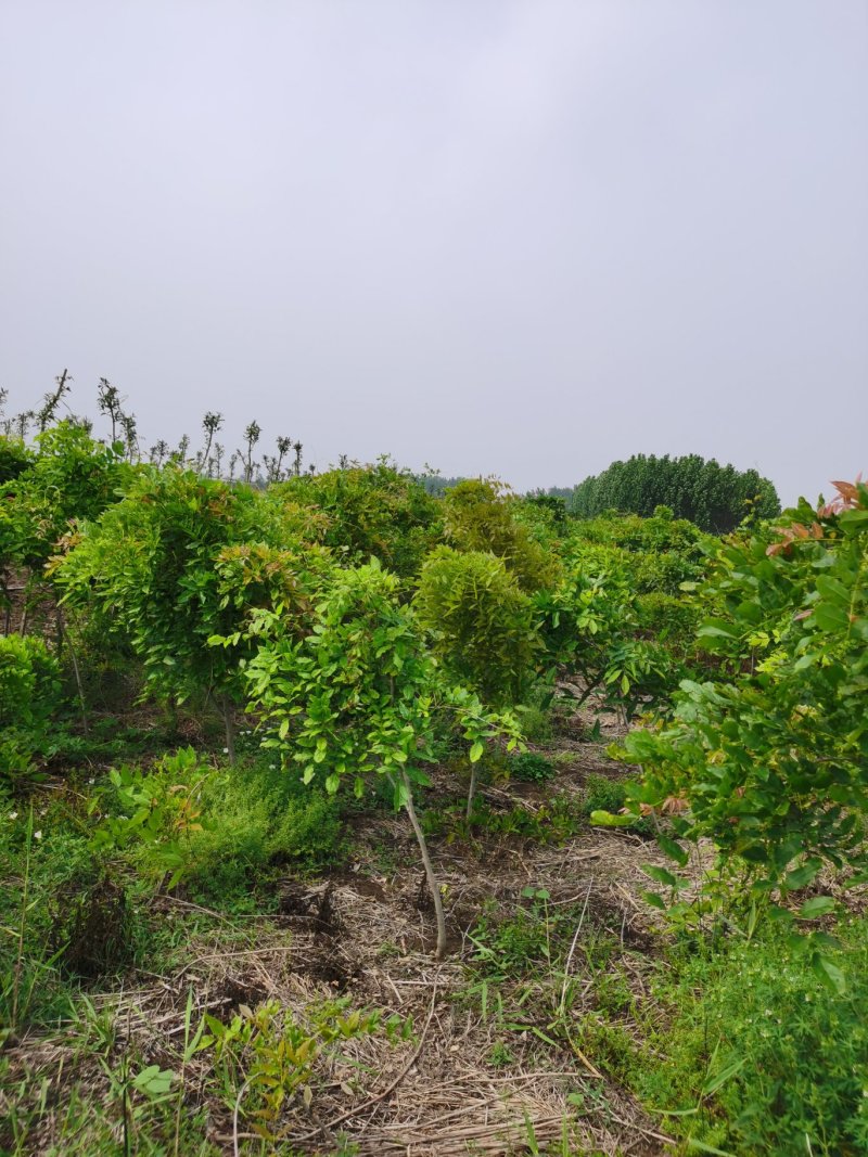 基地供应凌霄1一3米长，凌霄1一6公分粗度欢迎来电