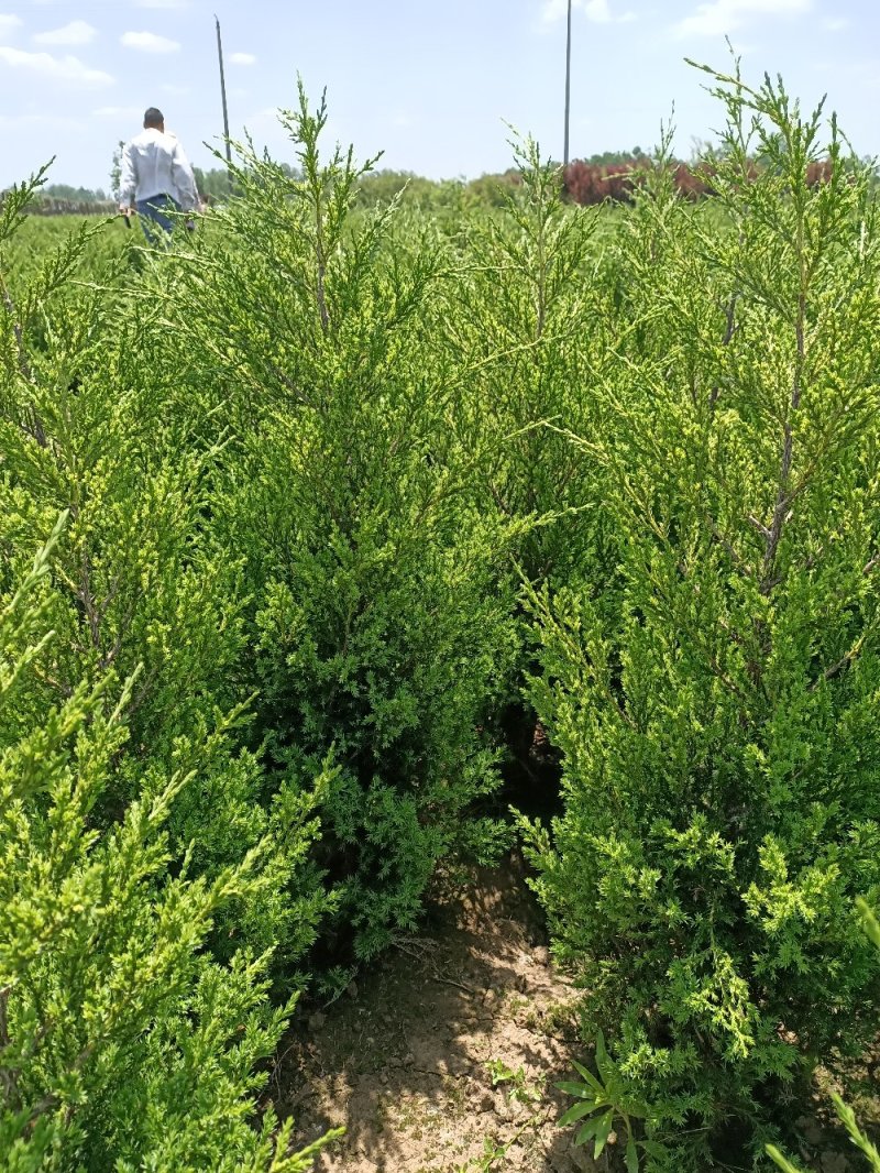 江苏柏树苗蜀桧龙柏洒金柏50-100公分高成活率高