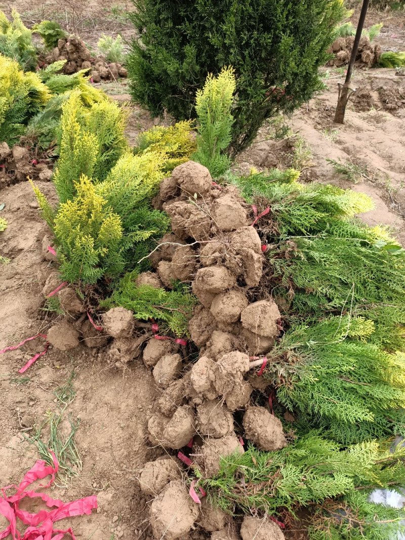 江苏柏树苗蜀桧龙柏洒金柏50-100公分高成活率高