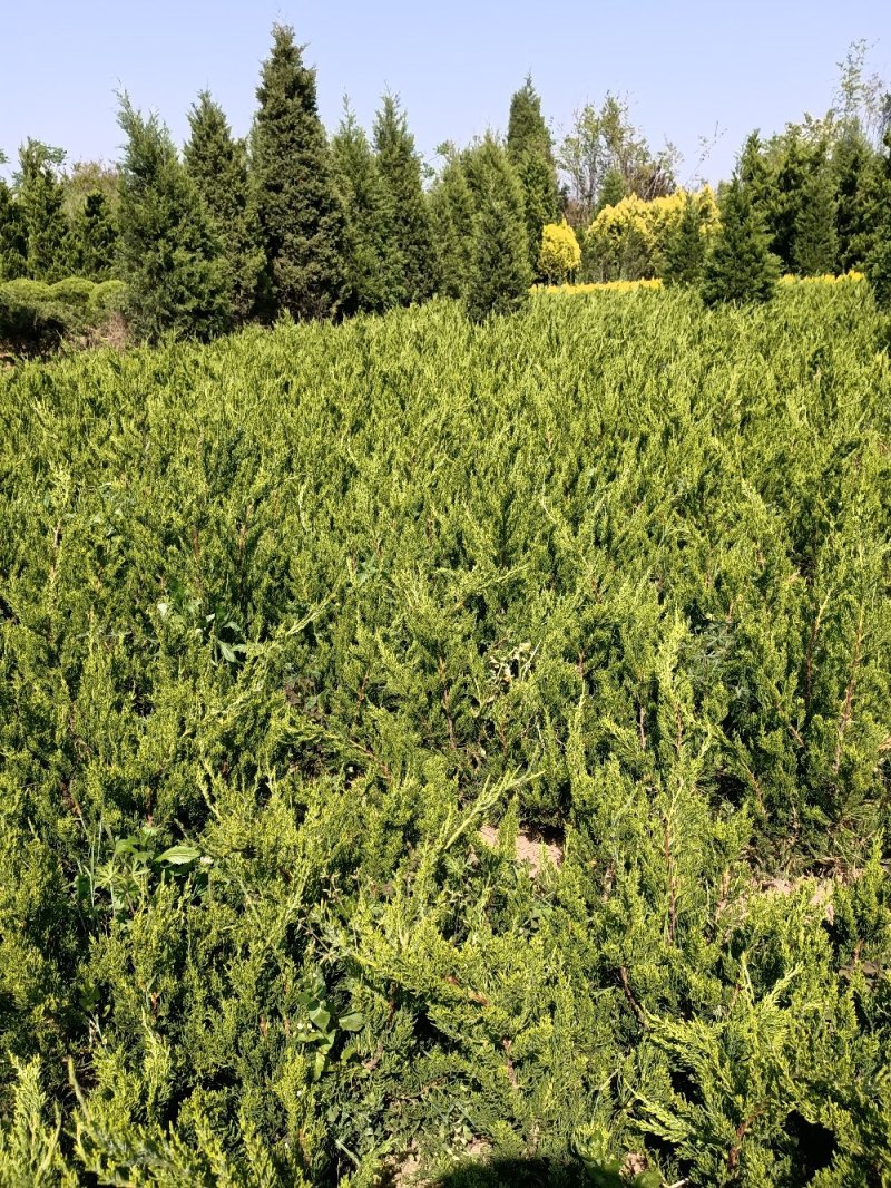 江苏柏树苗蜀桧龙柏洒金柏50-100公分高成活率高