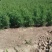 江苏柏树苗蜀桧龙柏洒金柏50-100公分高成活率高
