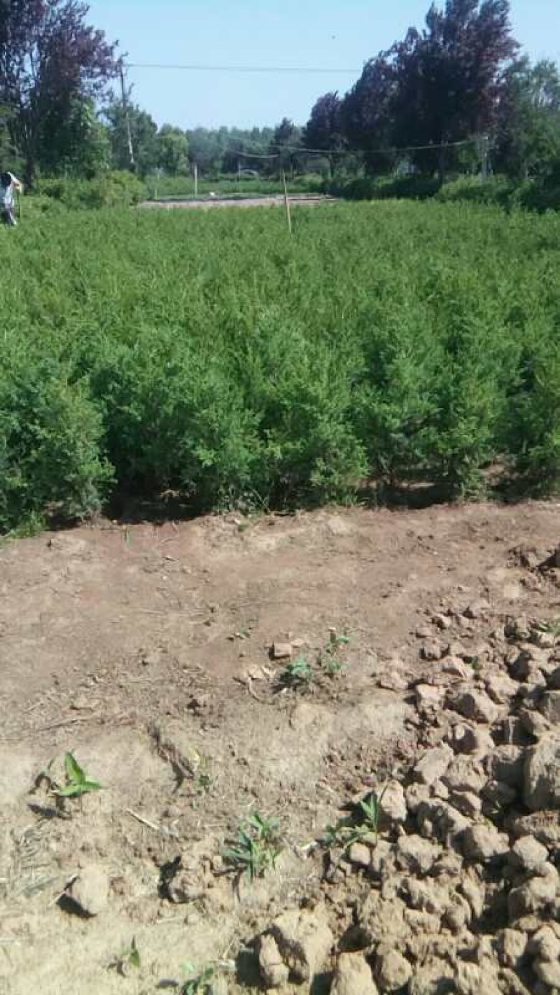 江苏柏树苗蜀桧龙柏洒金柏50-100公分高成活率高