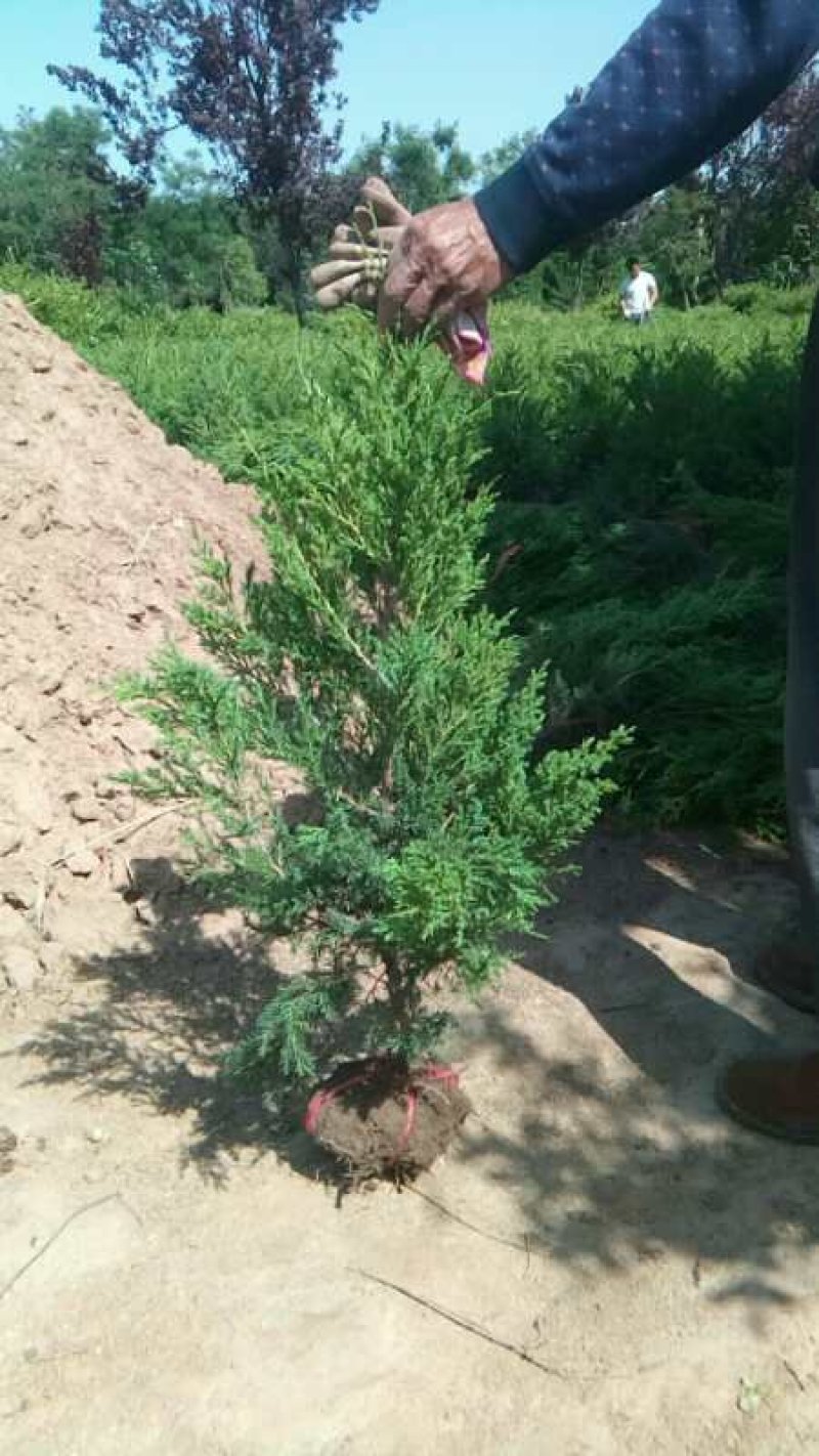 江苏柏树苗蜀桧龙柏洒金柏50-100公分高成活率高
