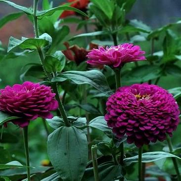 混色重瓣百日草花种子四季易播见土就活开花不断阳台庭院观赏