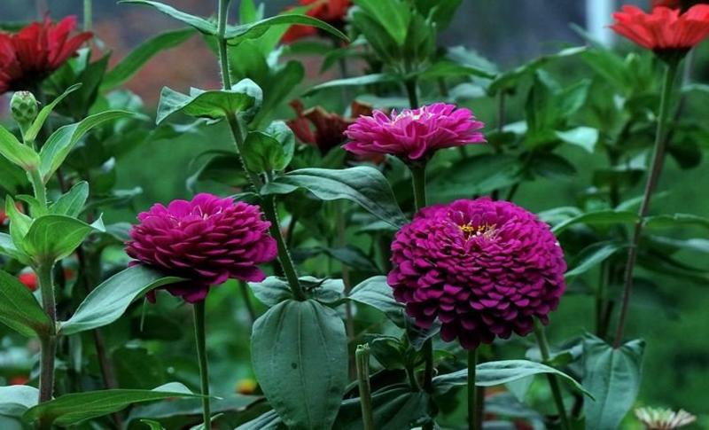 混色重瓣百日草花种子四季易播见土就活开花不断阳台庭院观赏