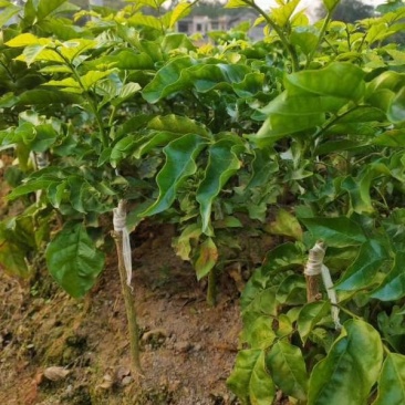 广西黄皮苗树无核黑黄皮果苗鸡心白砂糖黄皮树苗南方种植嫁接