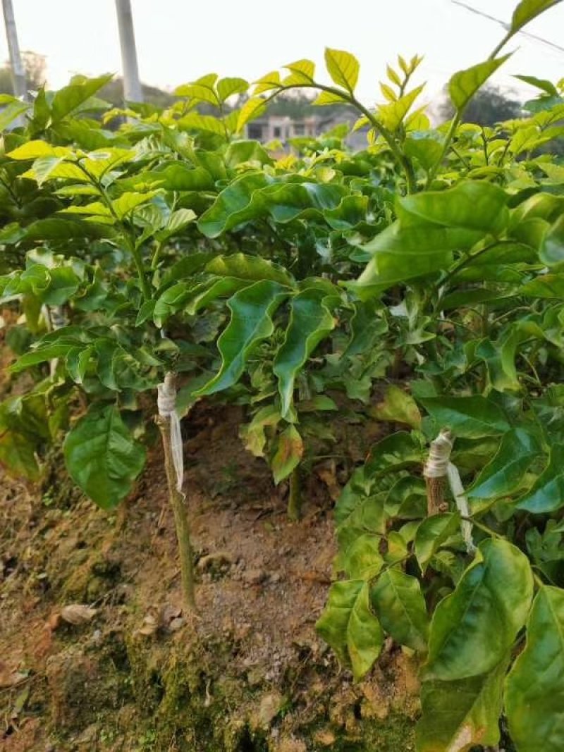 广西黄皮苗树无核黑黄皮果苗鸡心白砂糖黄皮树苗南方种植嫁接