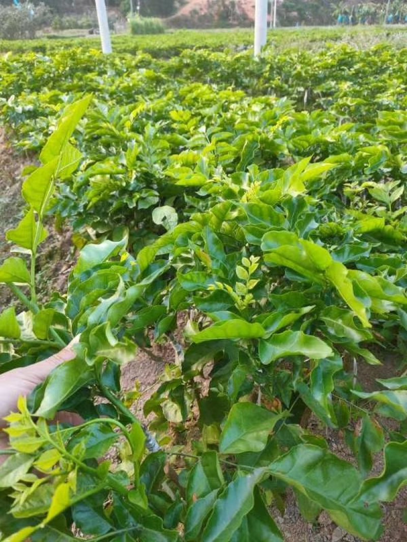 广西黄皮苗树无核黑黄皮果苗鸡心白砂糖黄皮树苗南方种植嫁接