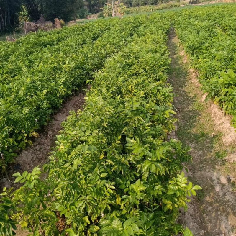 广西黄皮苗树无核黑黄皮果苗鸡心白砂糖黄皮树苗南方种植嫁接