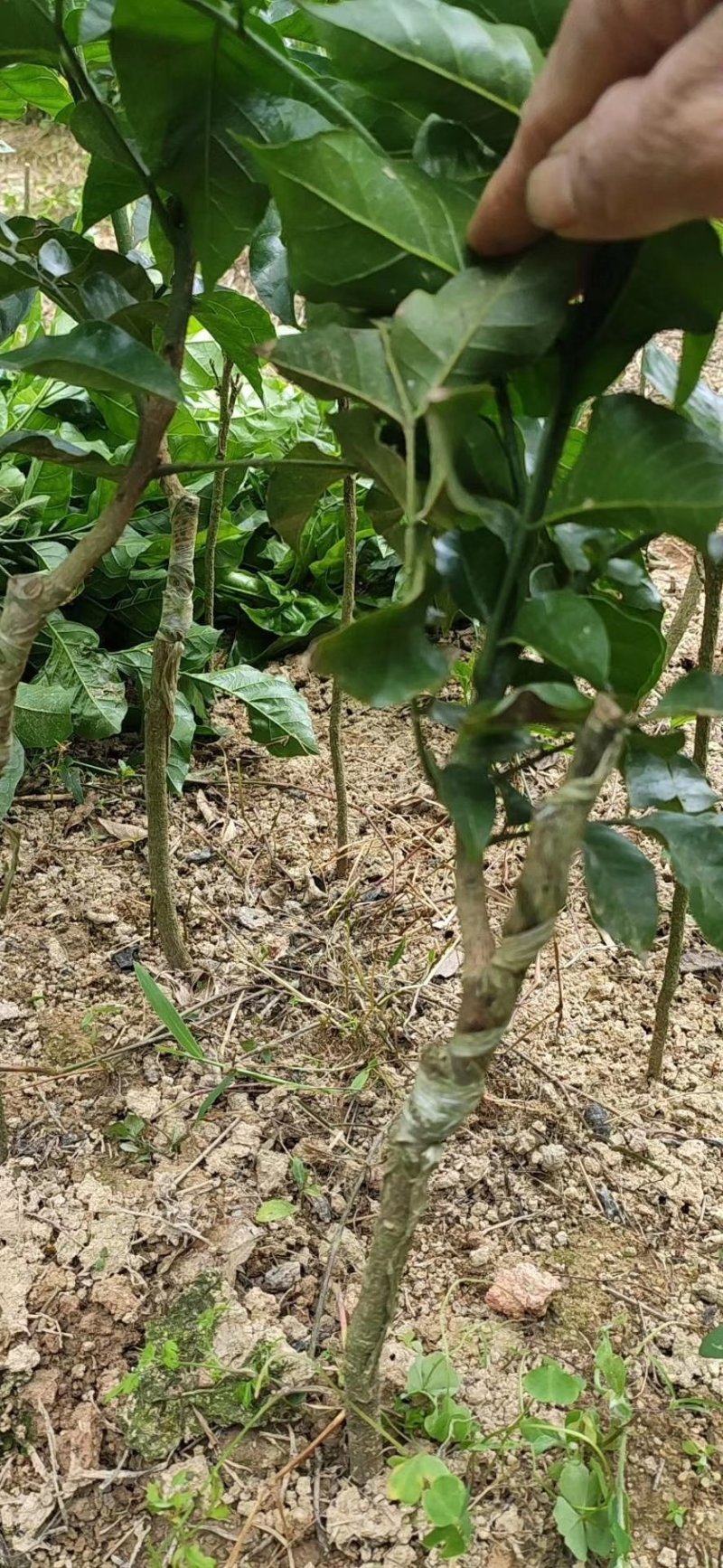 广西黄皮苗树无核黑黄皮果苗鸡心白砂糖黄皮树苗南方种植嫁接