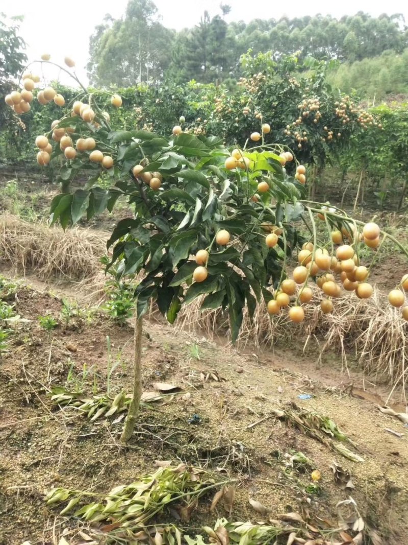 广西黄皮苗树无核黑黄皮果苗鸡心白砂糖黄皮树苗南方种植嫁接