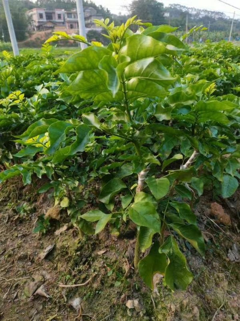 广西黄皮苗树无核黑黄皮果苗鸡心白砂糖黄皮树苗南方种植嫁接