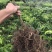 广西黄皮苗树无核黑黄皮果苗鸡心白砂糖黄皮树苗南方种植嫁接