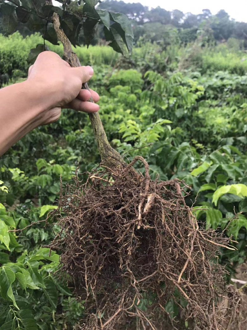 广西黄皮苗树无核黑黄皮果苗鸡心白砂糖黄皮树苗南方种植嫁接