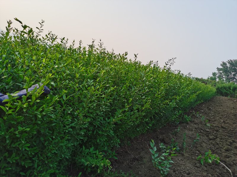 基地供应水蜡1一80公分高，水蜡行情，水蜡报价，水蜡图片