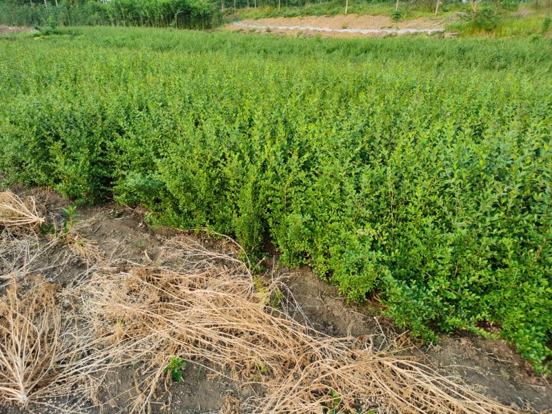 基地供应水蜡1一80公分高，水蜡行情，水蜡报价，水蜡图片