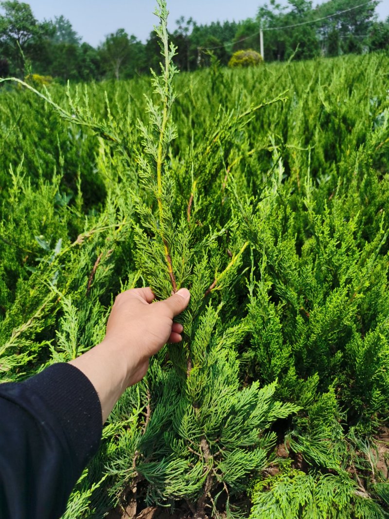 基地低价供应沙地柏15一40冠！地柏行情