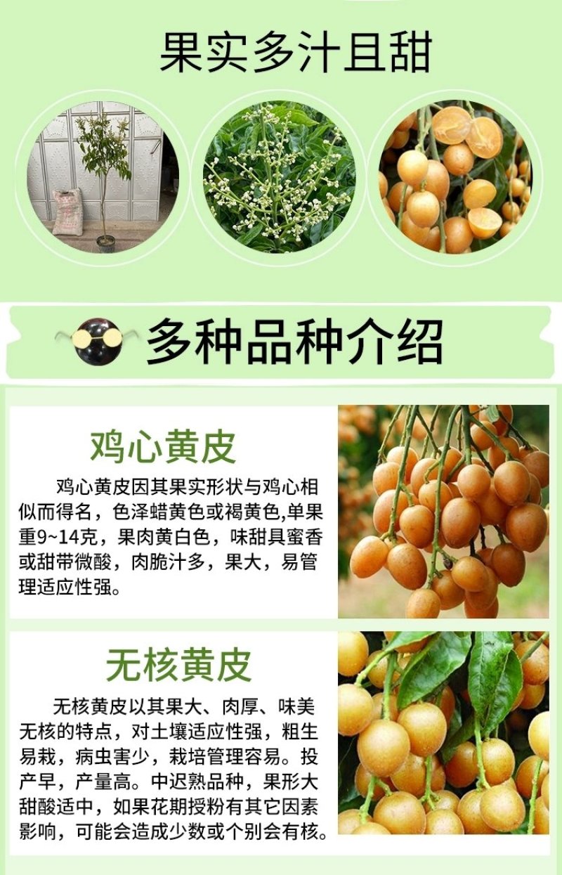 广西黄皮苗树无核黑黄皮果苗鸡心白砂糖黄皮树苗南方种植嫁接