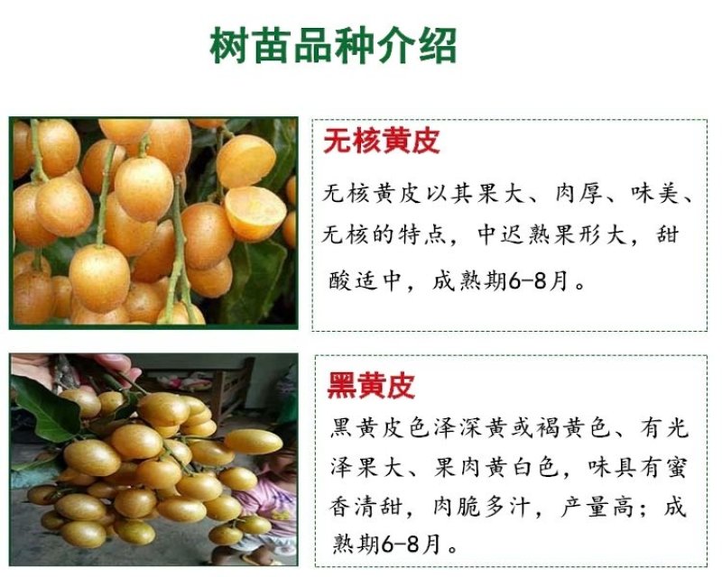 广西黄皮苗树无核黑黄皮果苗鸡心白砂糖黄皮树苗南方种植嫁接