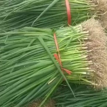 葱苗