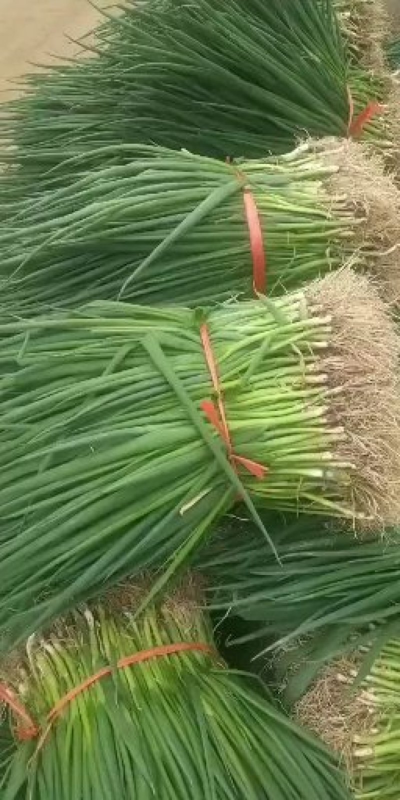 葱苗