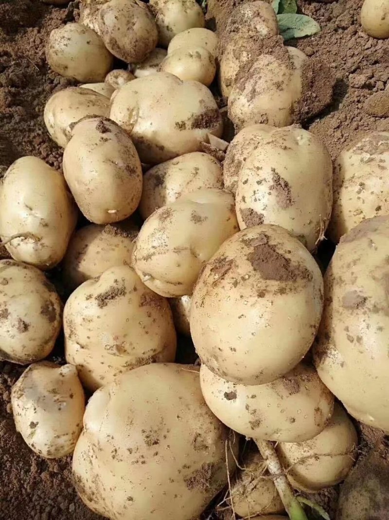南阳精品产地直发黄心土豆荷兰沃土开始大量供中