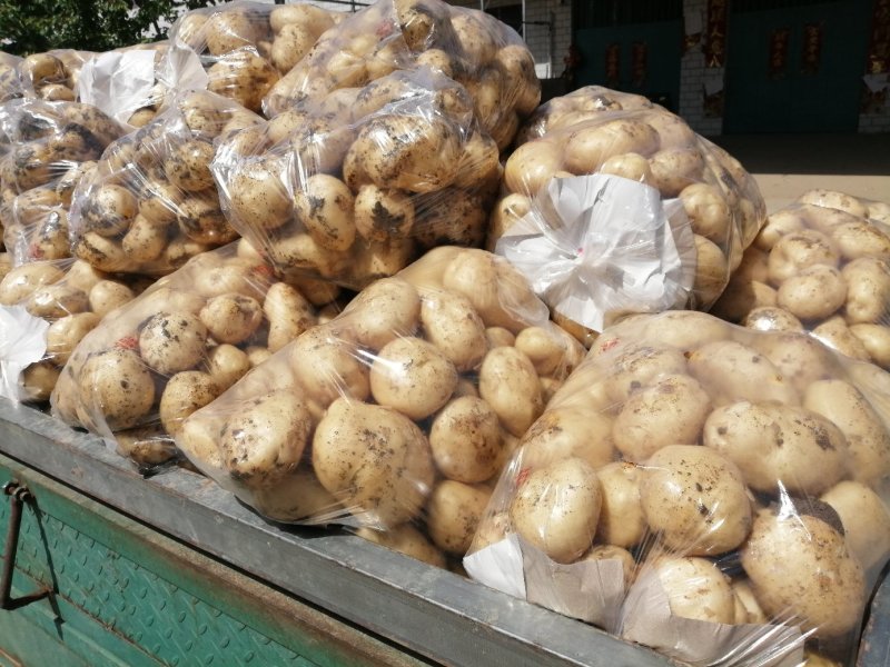 南阳精品产地直发黄心土豆荷兰沃土开始大量供中