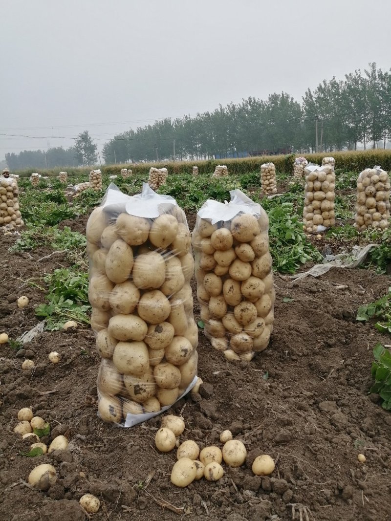 南阳精品产地直发黄心土豆荷兰沃土开始大量供中