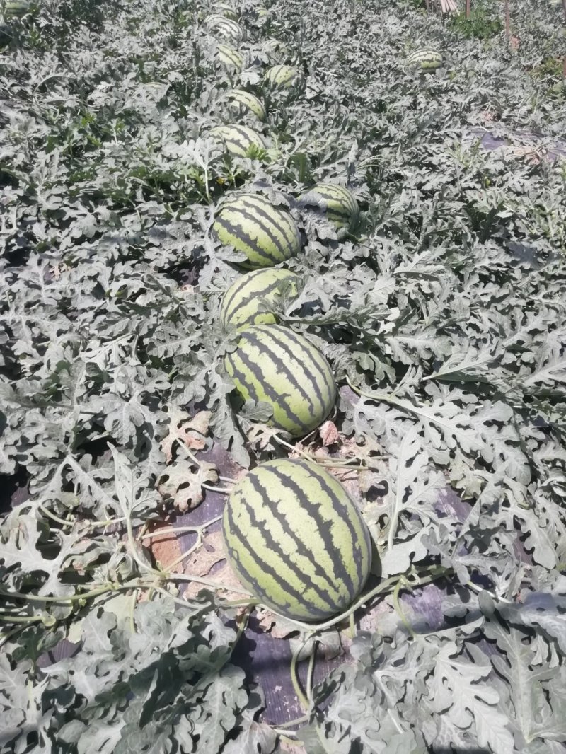 陕西甜王西瓜批发陕西无子甜王西瓜基地薄皮双红嚷口