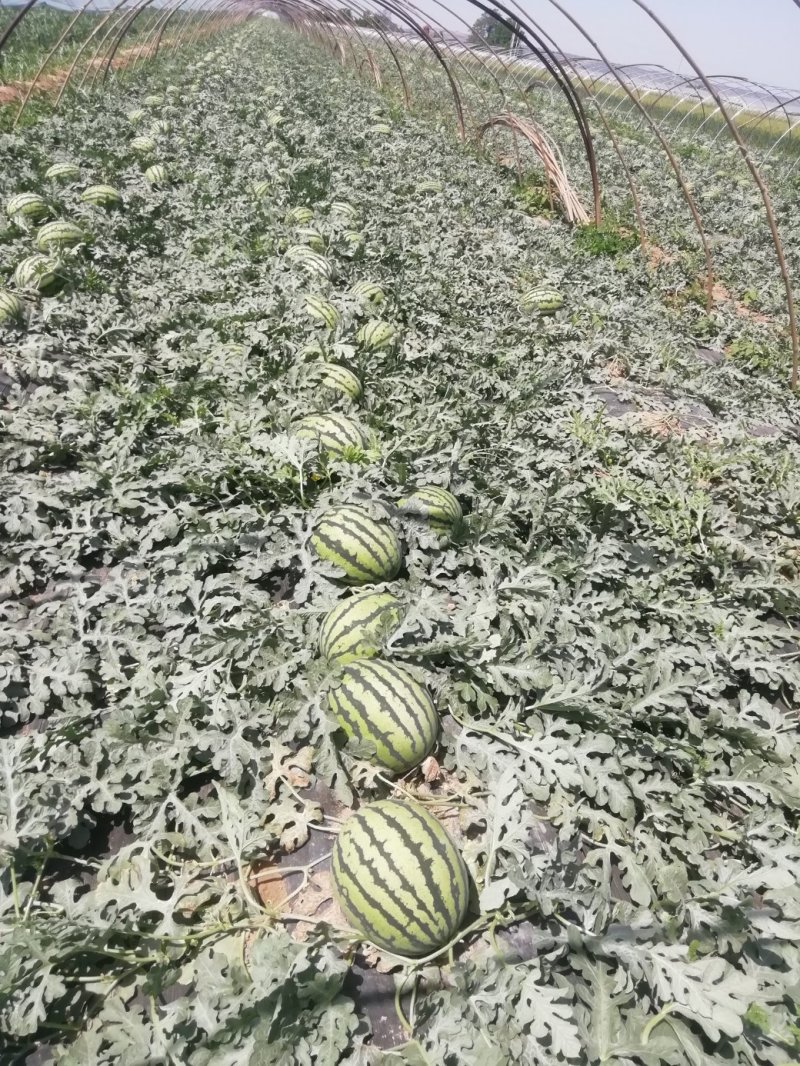 陕西甜王西瓜批发陕西无子甜王西瓜基地薄皮双红嚷口